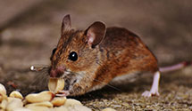 Find Exterminators in Island County